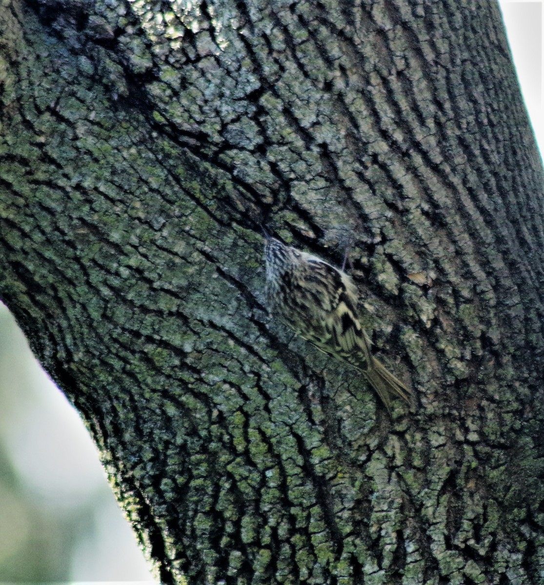 Brown Creeper - ML327709811