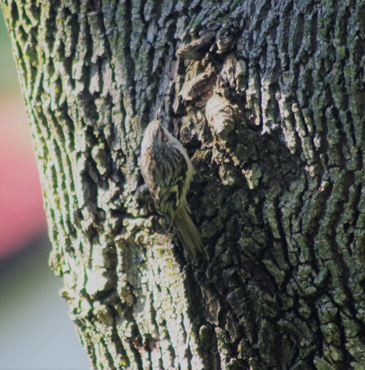 Brown Creeper - ML327710031