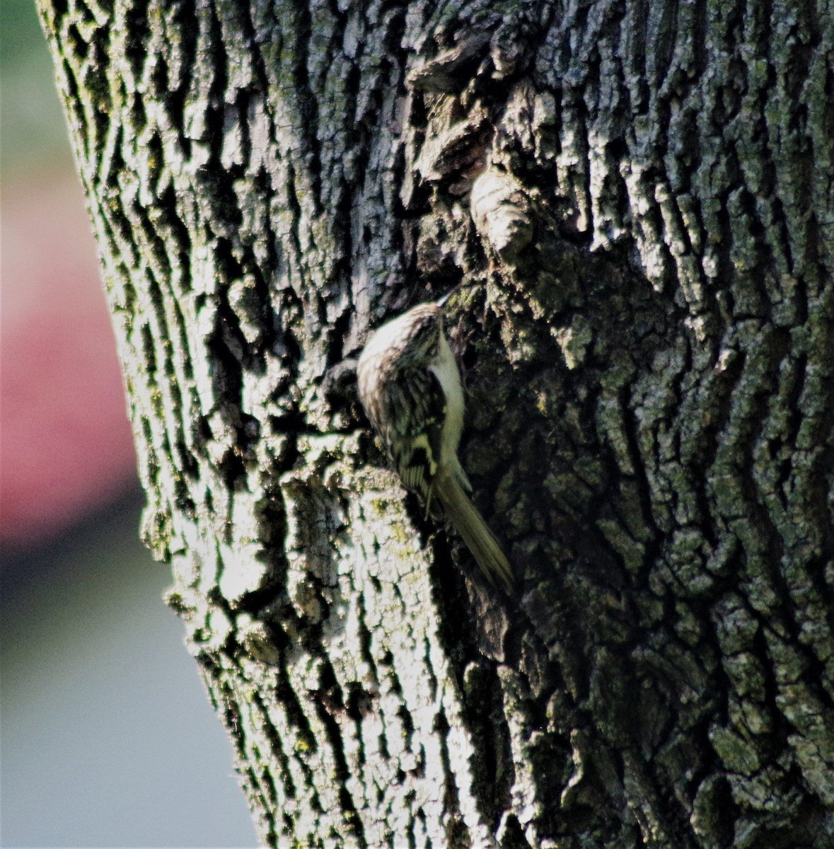 Brown Creeper - ML327710191