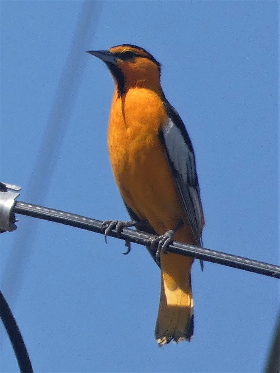 Bullock's Oriole - ML327710341