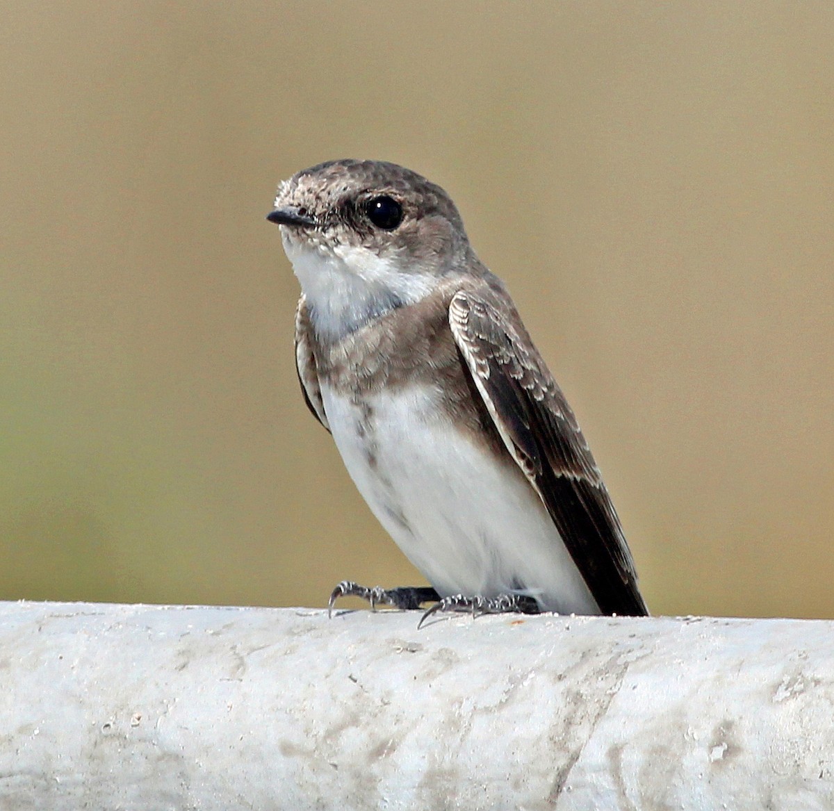 Bank Swallow - ML32771041