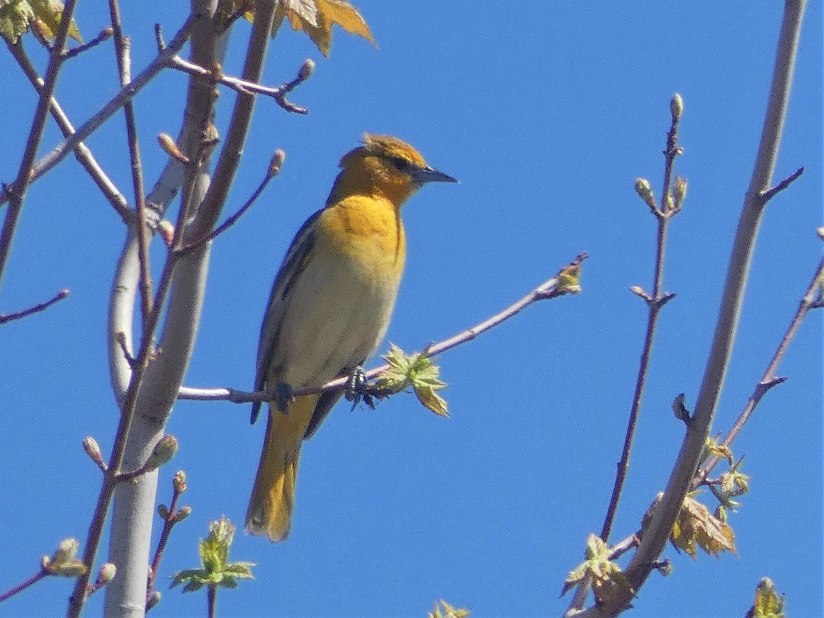 Bullock's Oriole - ML327710421