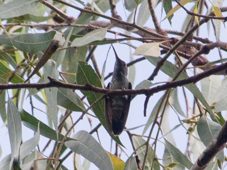 Amazilia Versicolor - ML327710501