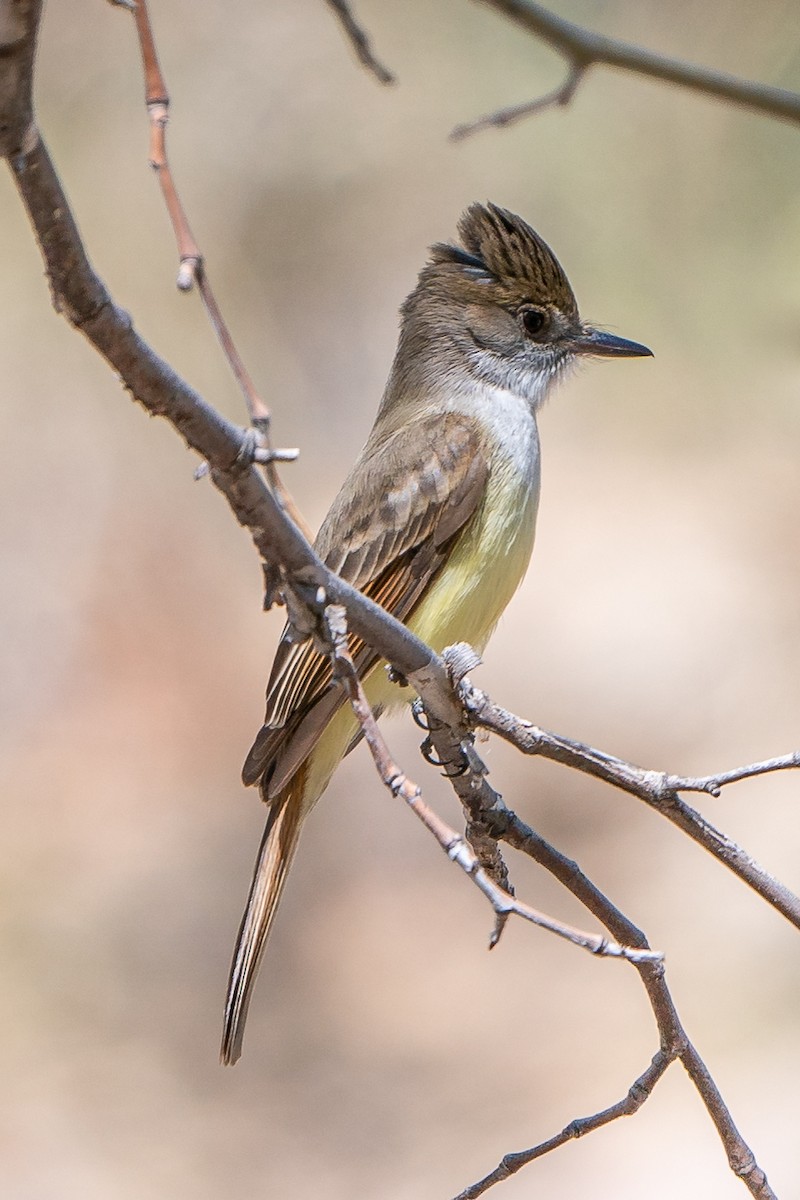 Dusky-capped Flycatcher - Shawn Cooper