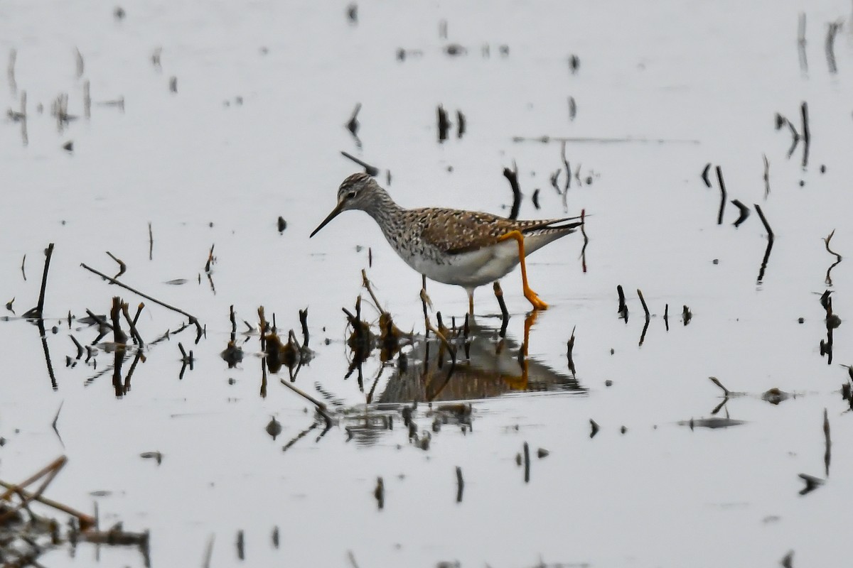 Lesser Yellowlegs - ML327713061