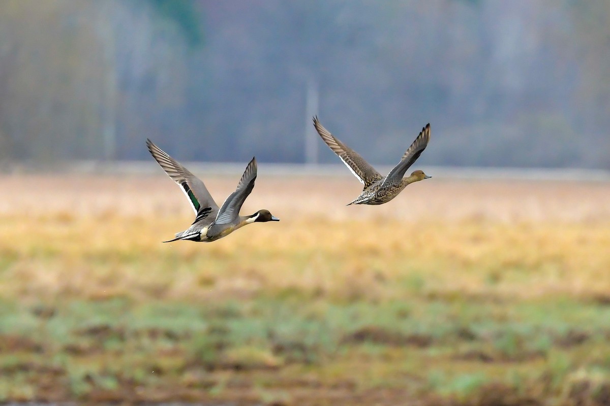 Northern Pintail - ML327713131