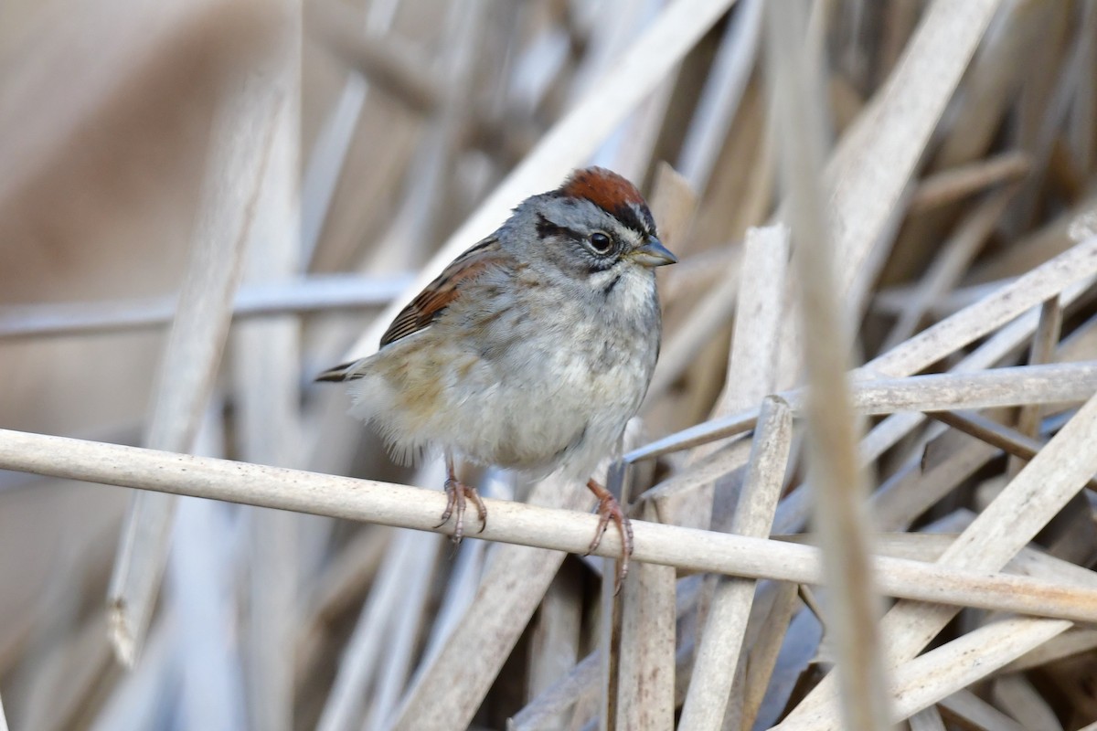 Swamp Sparrow - ML327713251