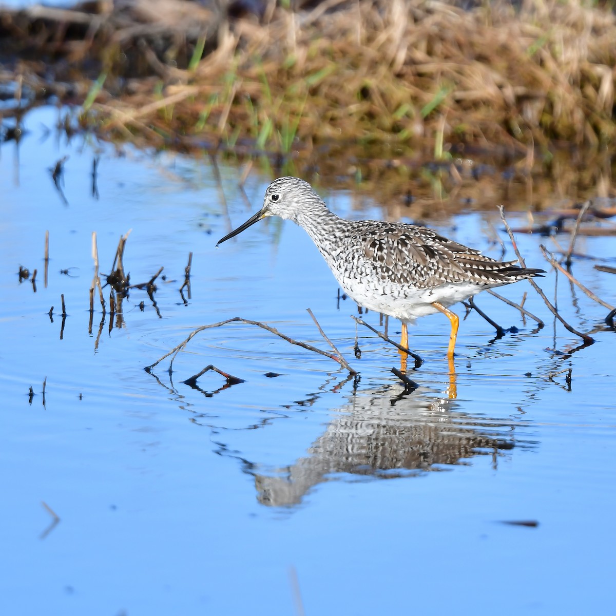 Greater Yellowlegs - ML327713361