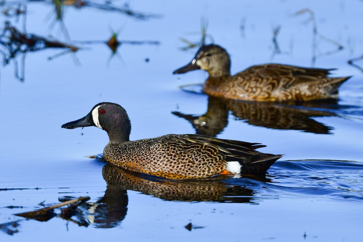 Blue-winged Teal - ML327713531