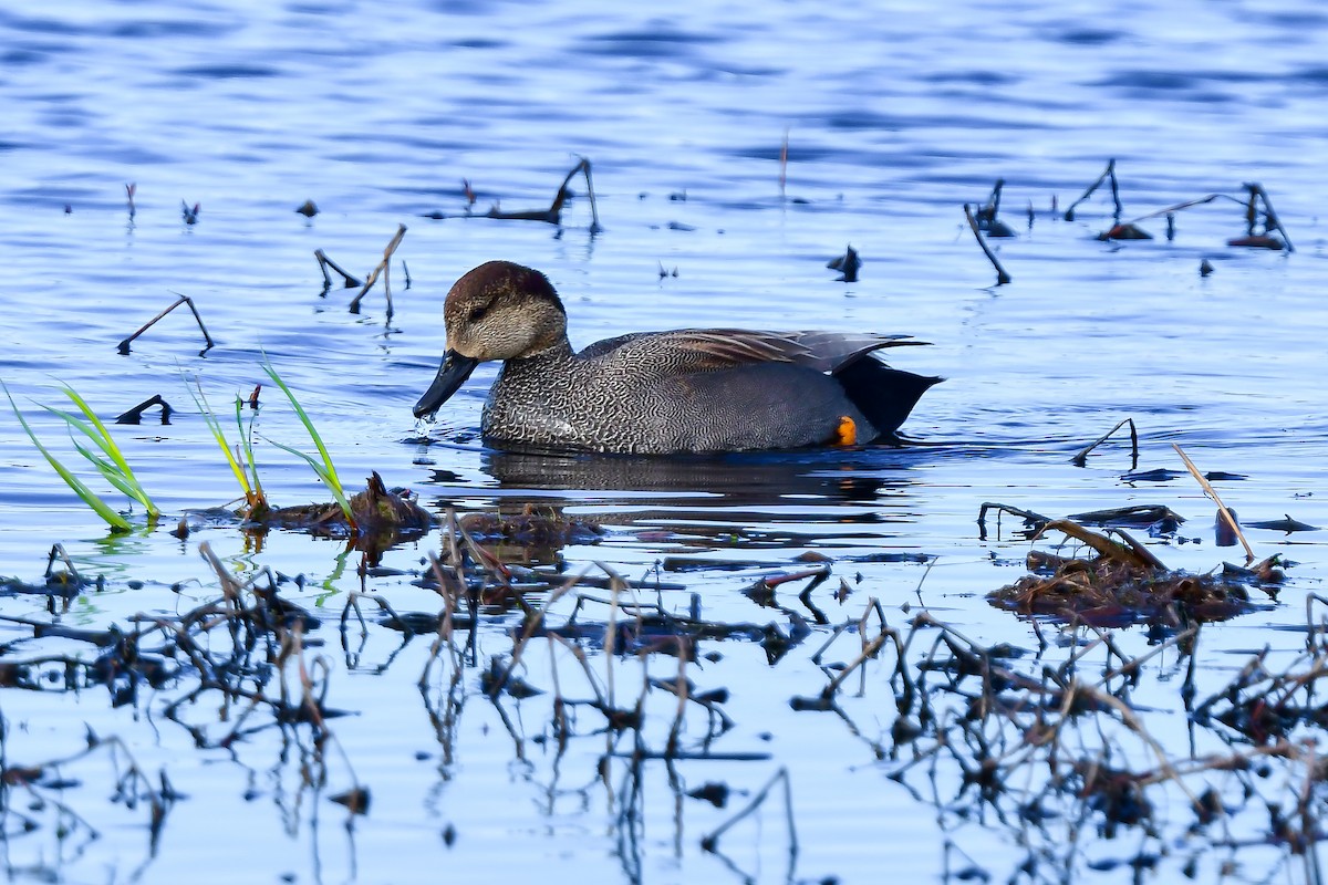 Gadwall - ML327713581