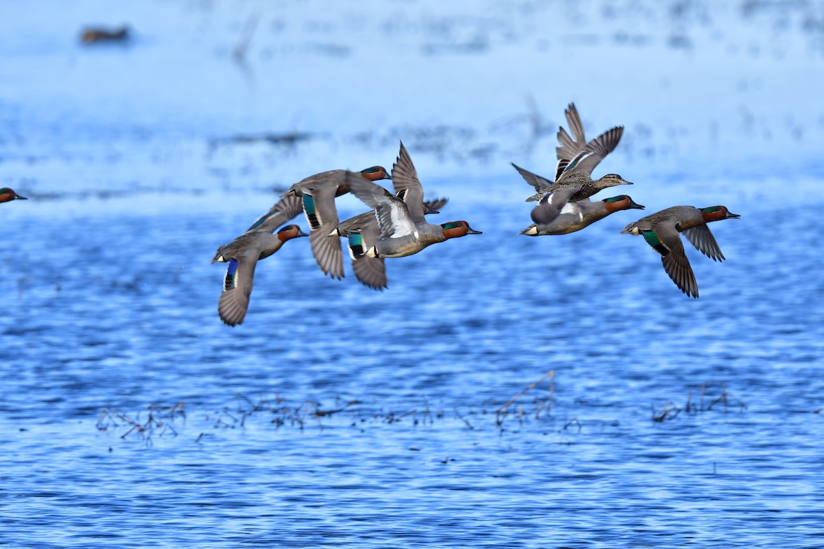 Green-winged Teal - ML327713741