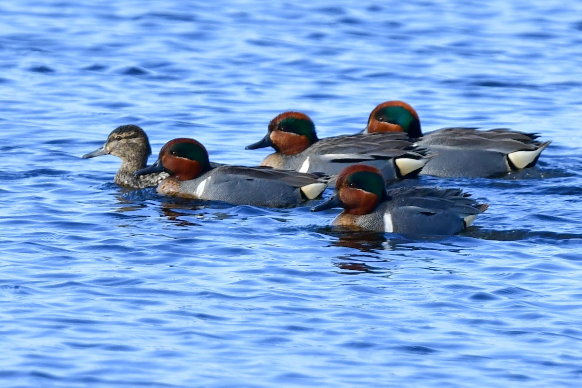 Green-winged Teal - ML327713751