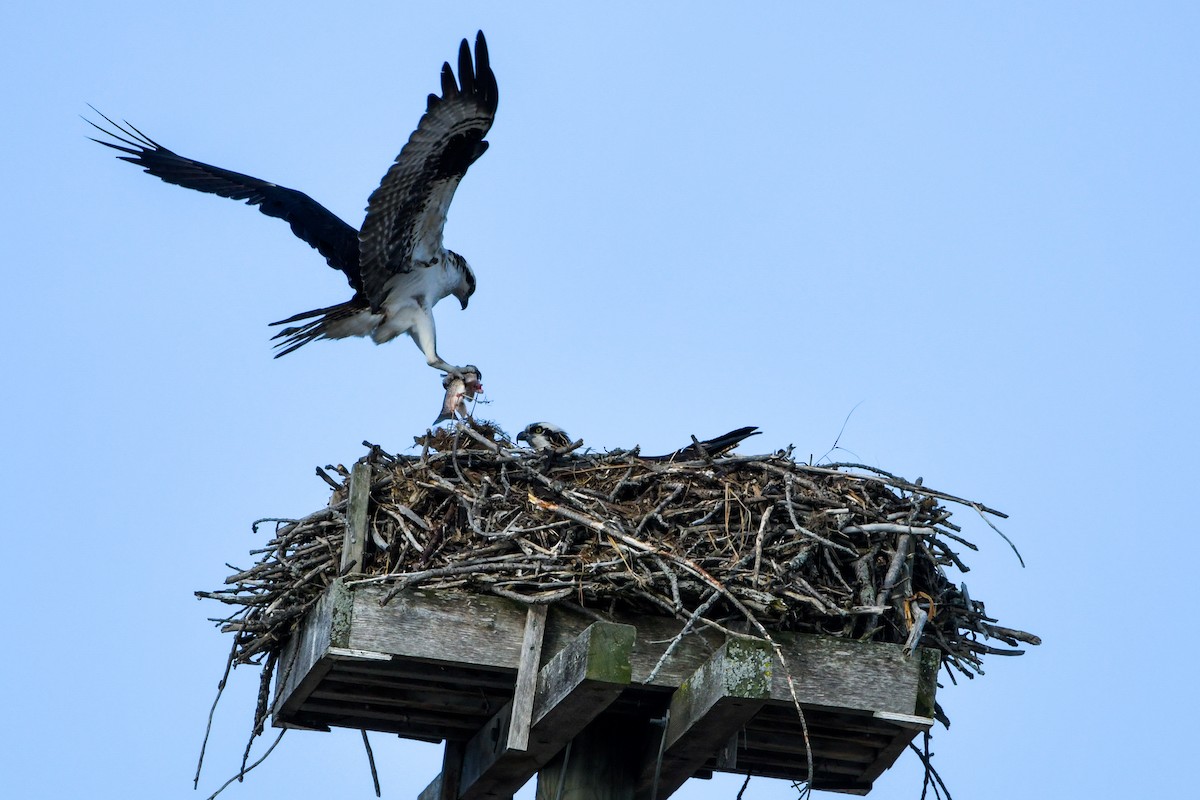 Osprey - ML327713871