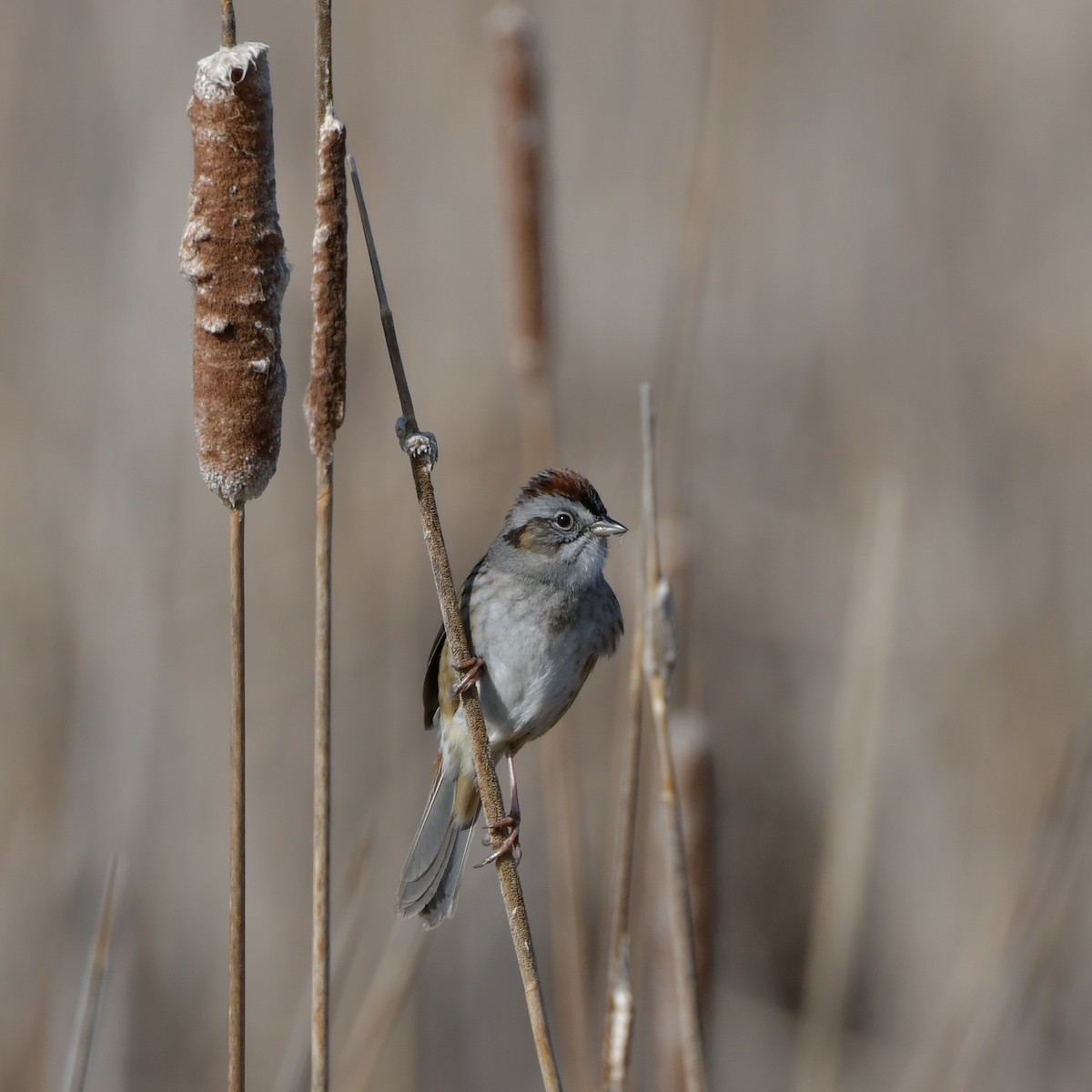 Swamp Sparrow - ML327713901