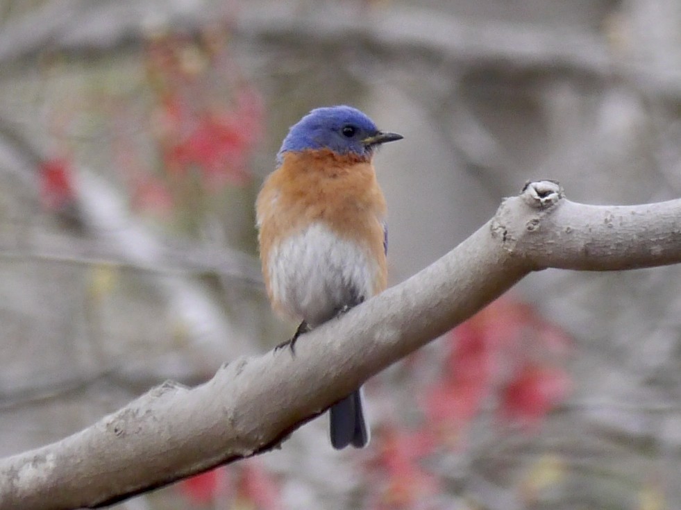 Eastern Bluebird - ML327714621