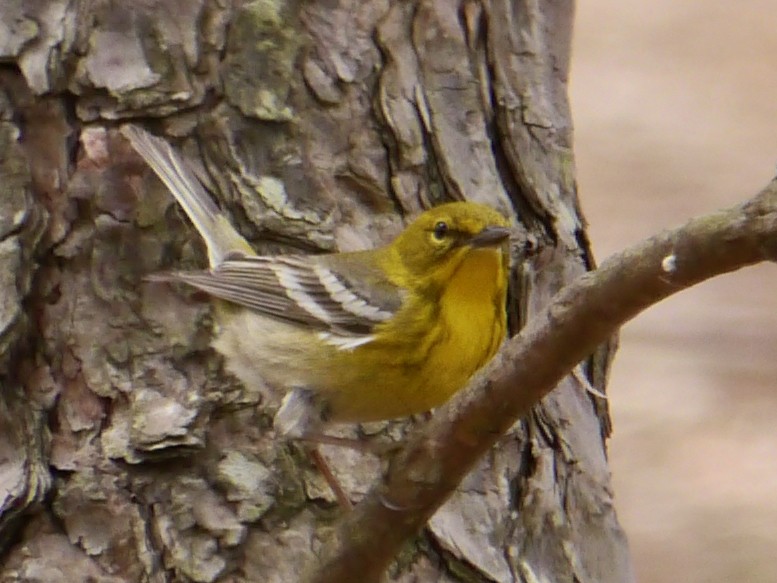 Pine Warbler - ML327714751