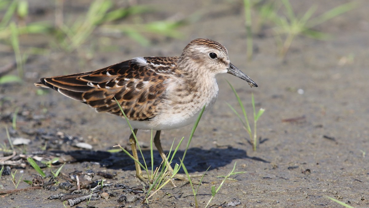 Least Sandpiper - Daniel Jauvin