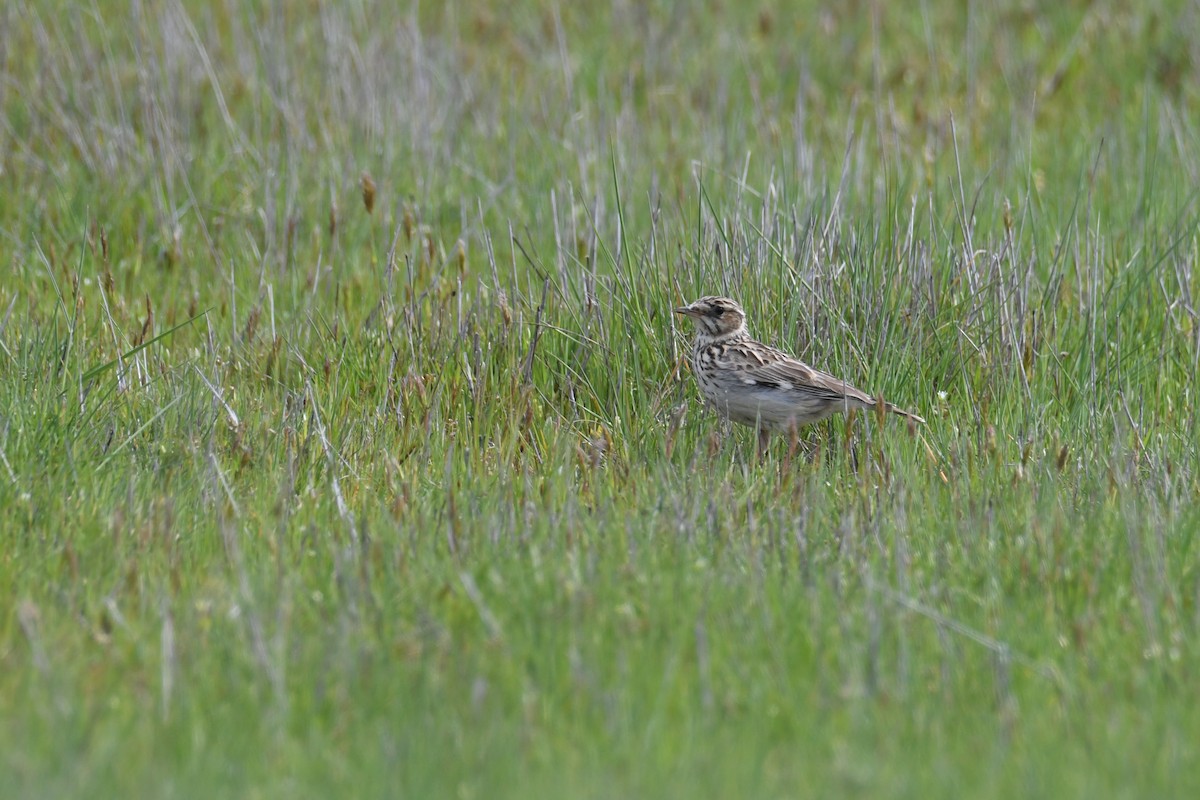 Wood Lark - ML327717411