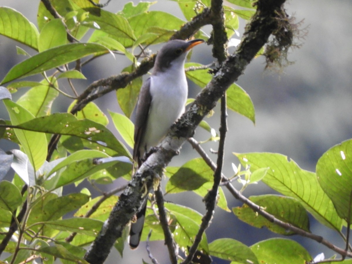 Yellow-billed Cuckoo - ML327718541