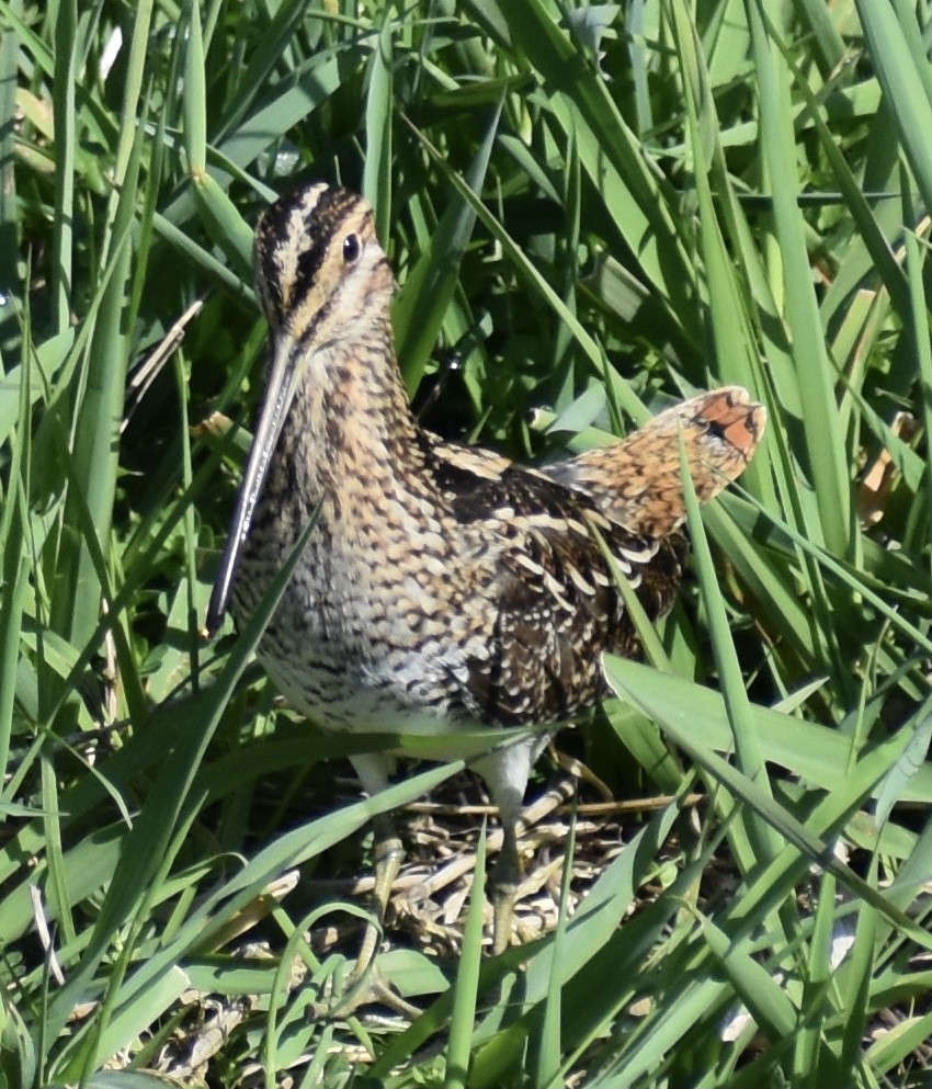 Wilson's Snipe - ML327718581