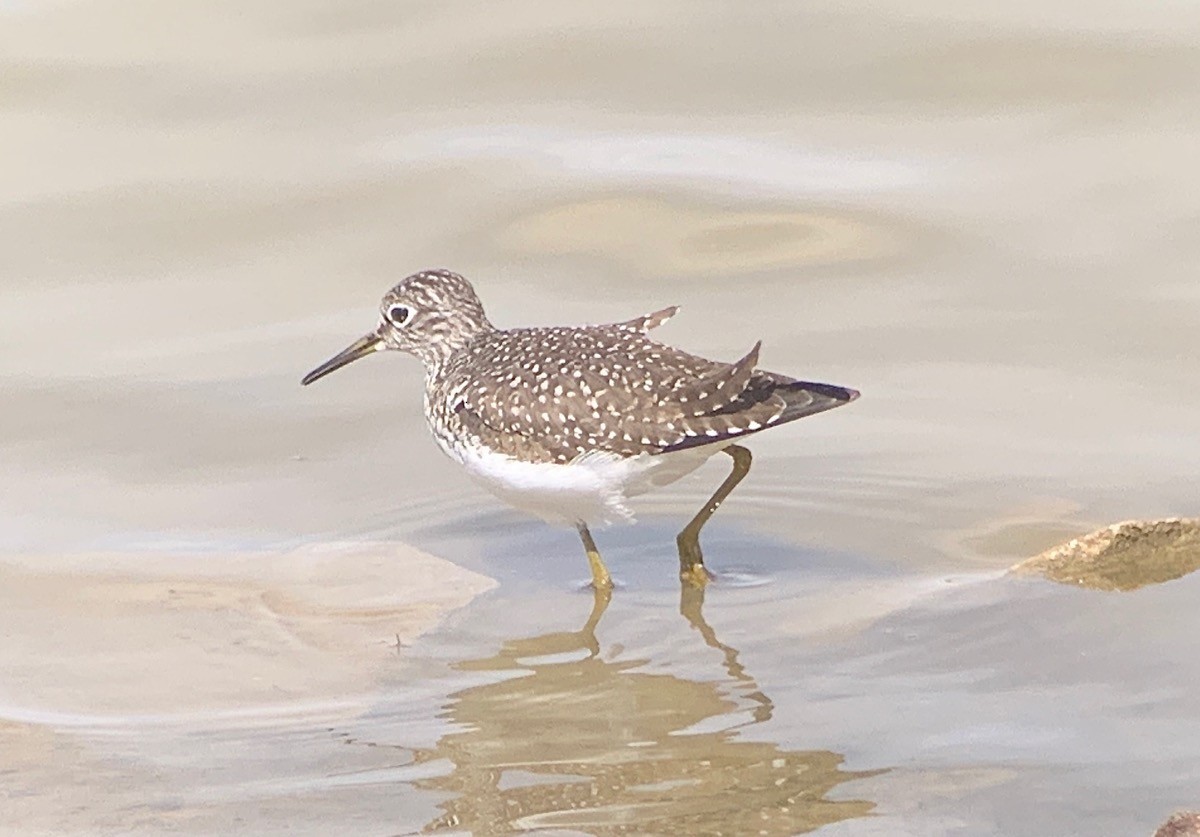 Solitary Sandpiper - ML327718601