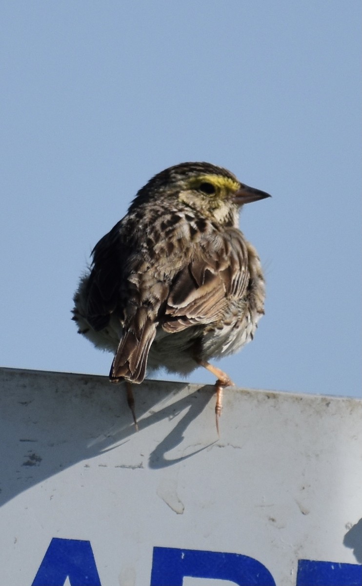 Savannah Sparrow - ML327718711