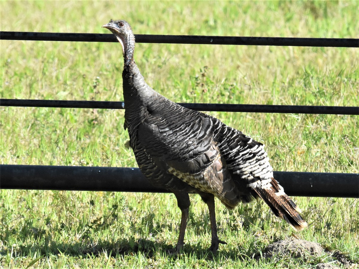 Wild Turkey - ML327718921