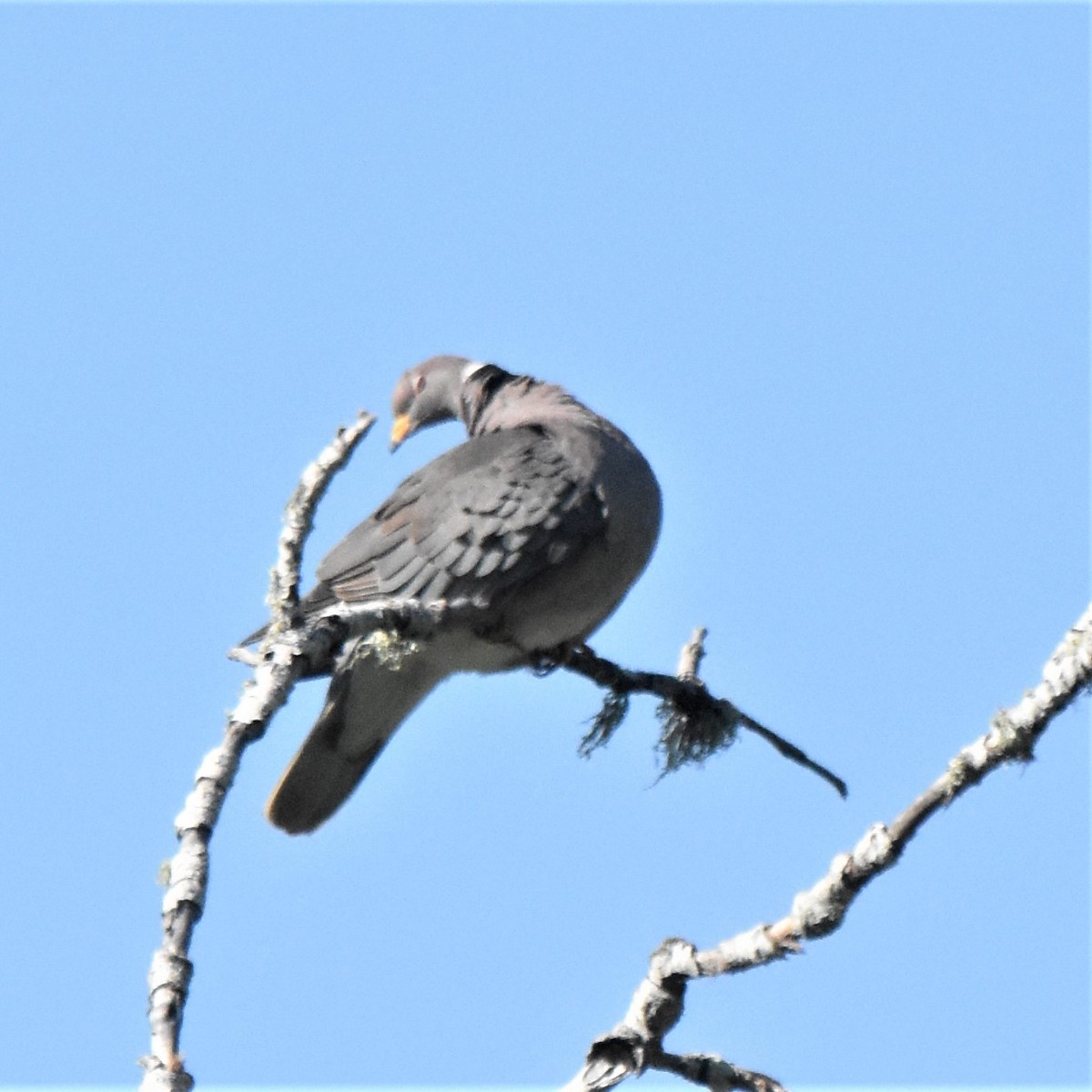 Band-tailed Pigeon - ML327719551