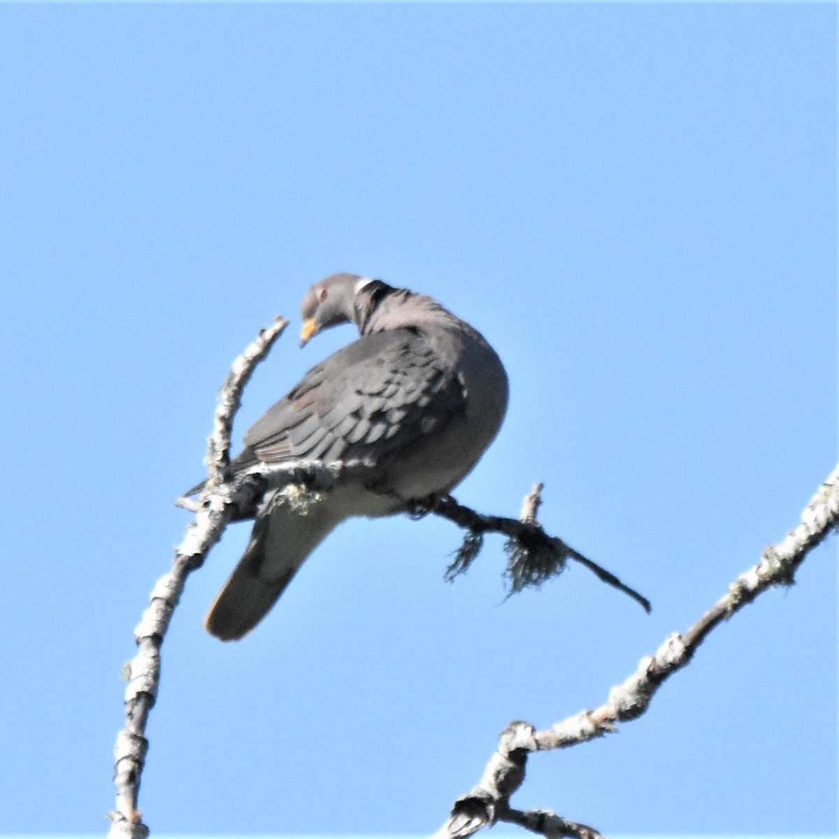 Band-tailed Pigeon - Michael I Christie