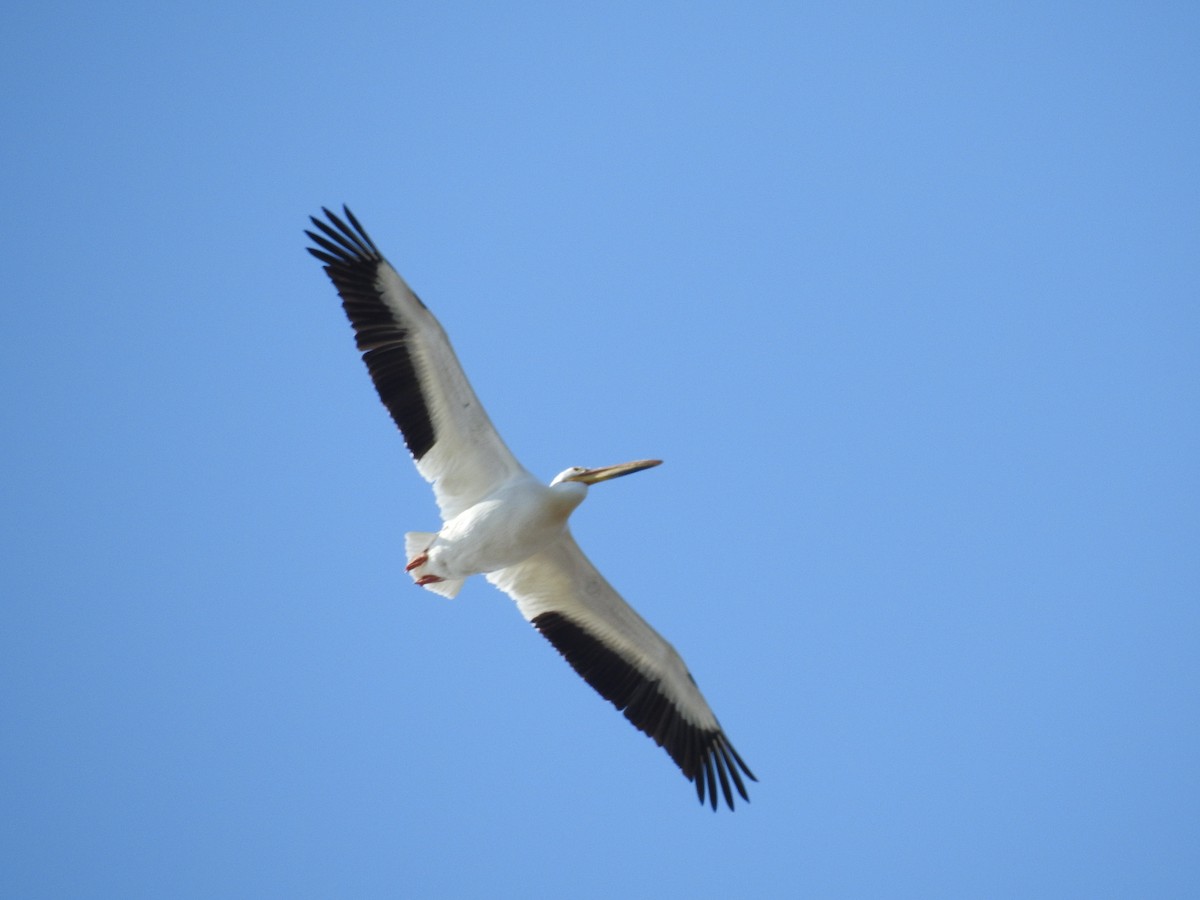 American White Pelican - Nathan Lefort