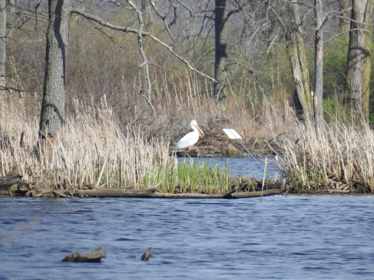 American White Pelican - ML327719611