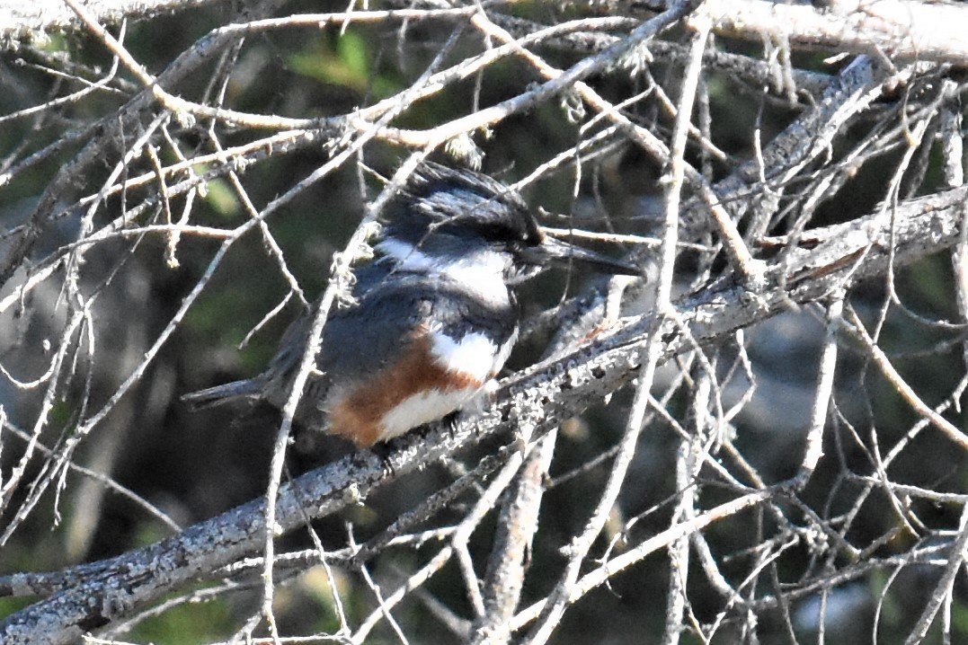 Belted Kingfisher - ML327719711