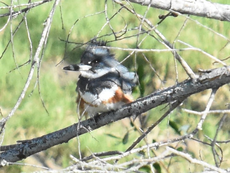 Belted Kingfisher - ML327719991