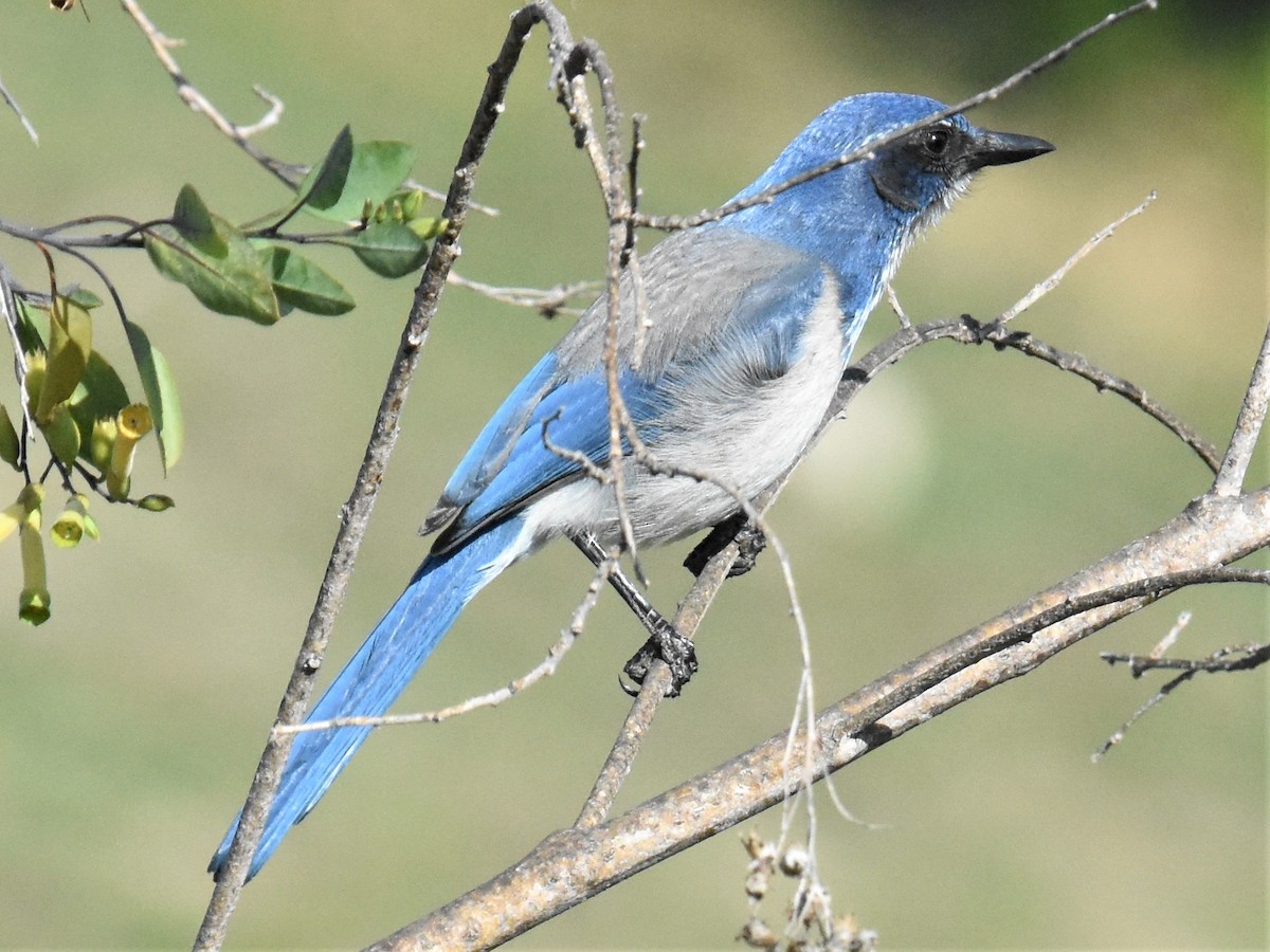 California Scrub-Jay - ML327720161