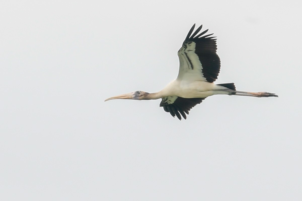 Wood Stork - ML32772071