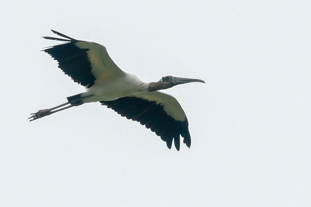 Wood Stork - Mike Stewart