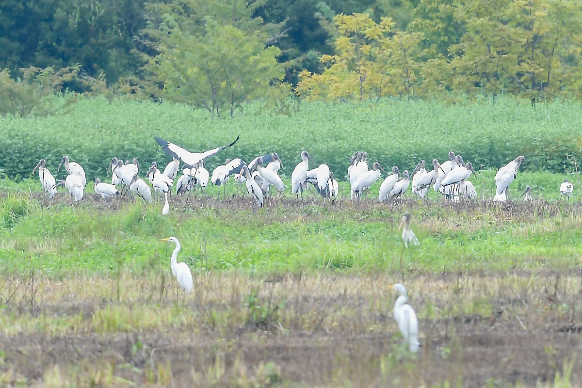 Wood Stork - ML32772091