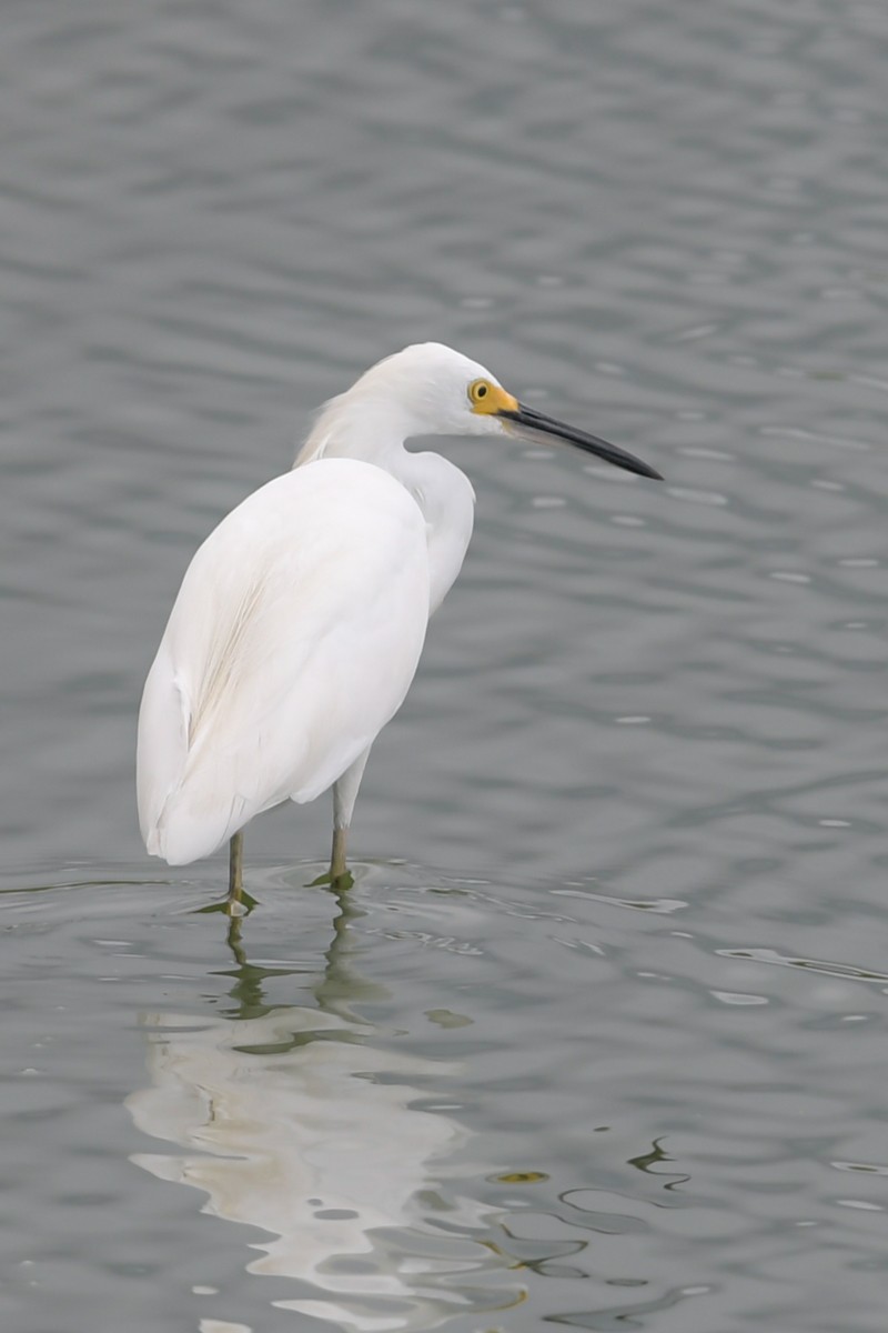 Snowy Egret - ML32772121