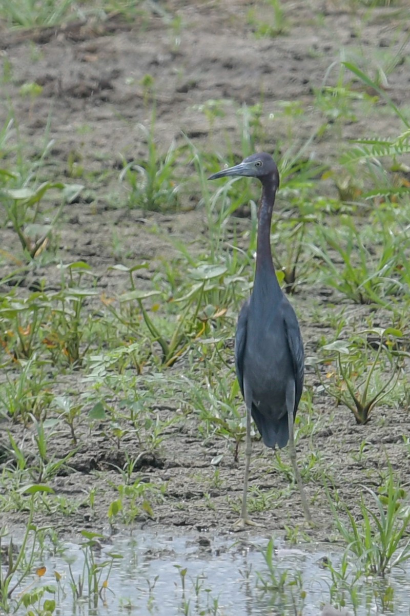 Little Blue Heron - Mike Stewart