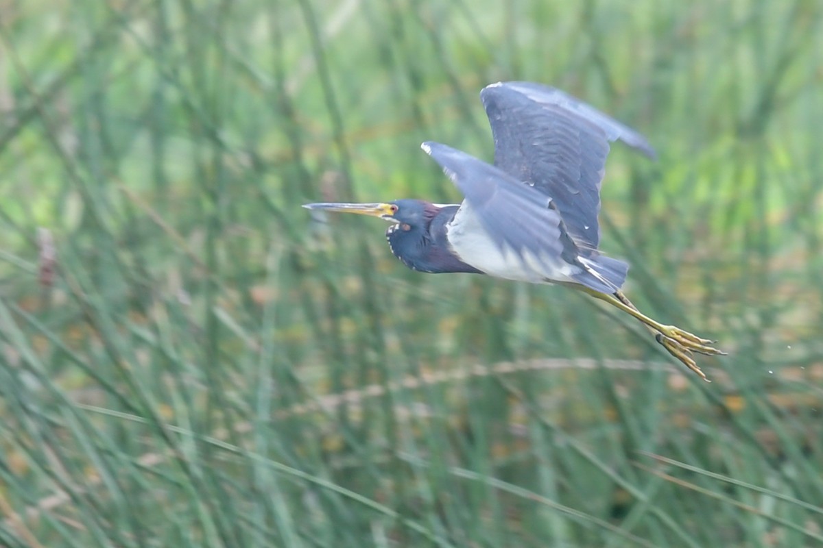 Tricolored Heron - ML32772171