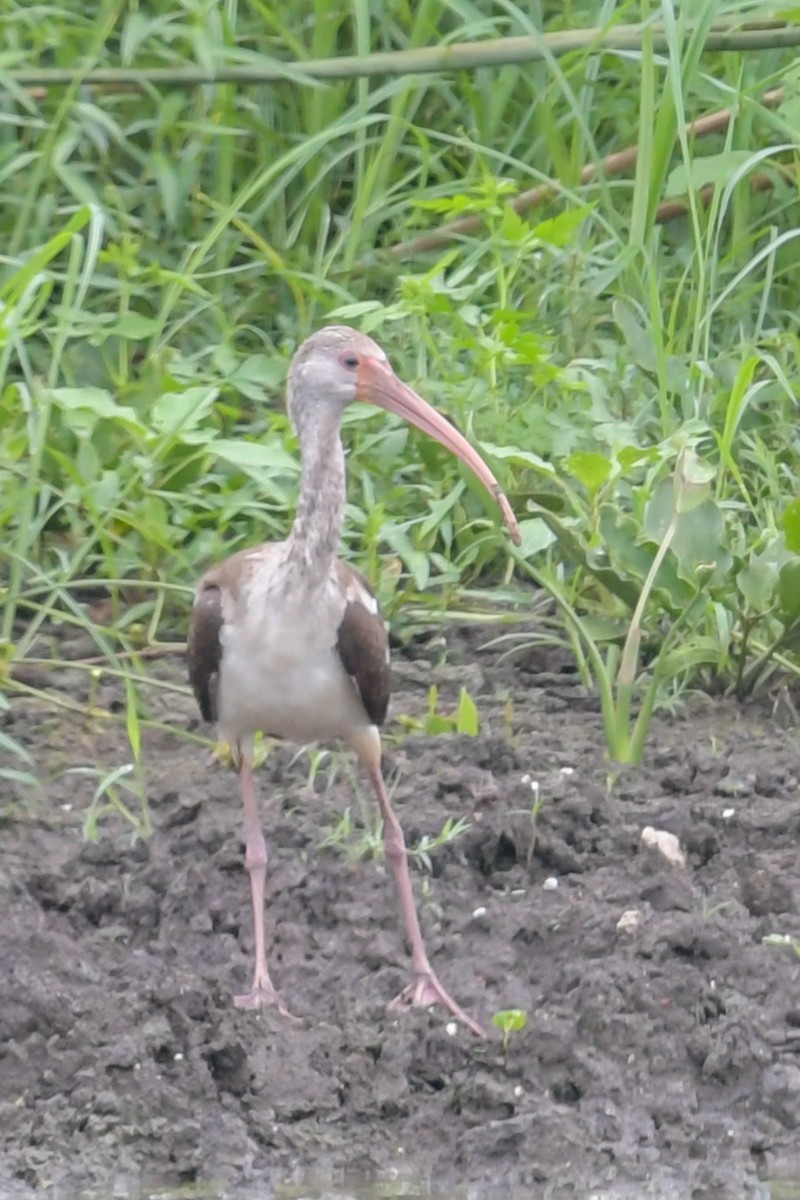 White Ibis - ML32772181