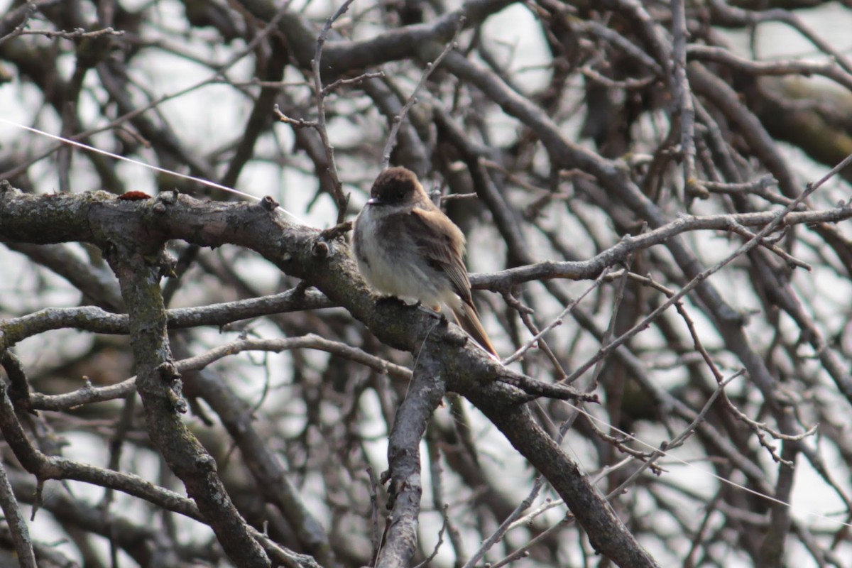 Eastern Phoebe - ML327721981