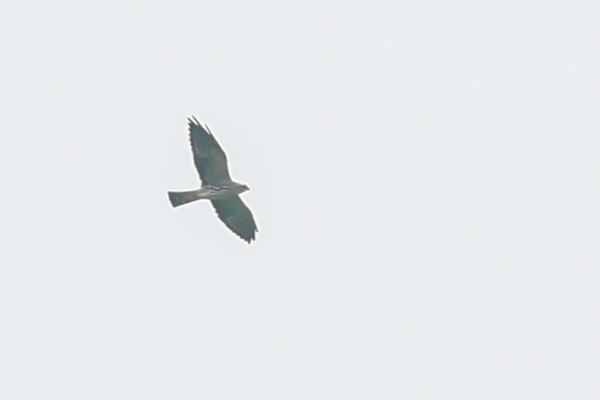 Mississippi Kite - ML32772221