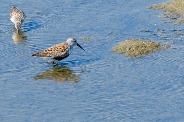 Dunlin - ML327722661