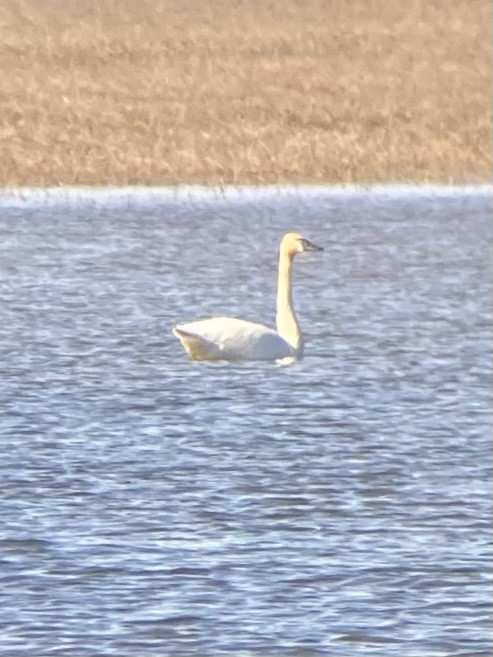 Tundra Swan - ML327723341