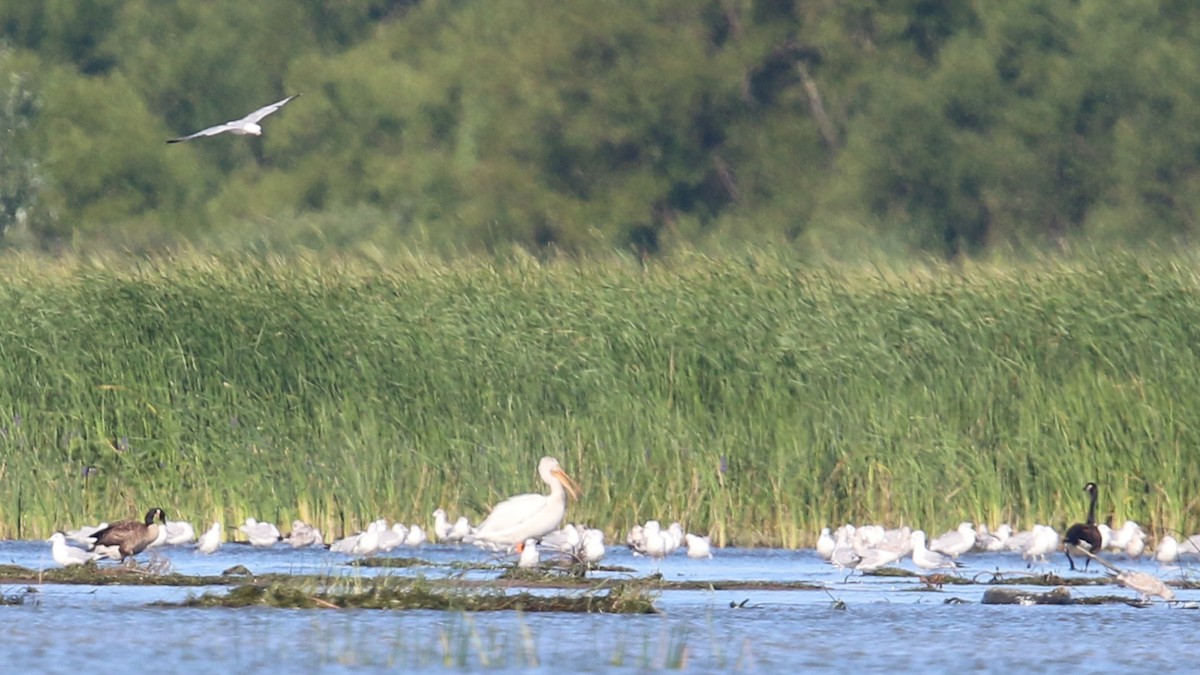 American White Pelican - ML32772341