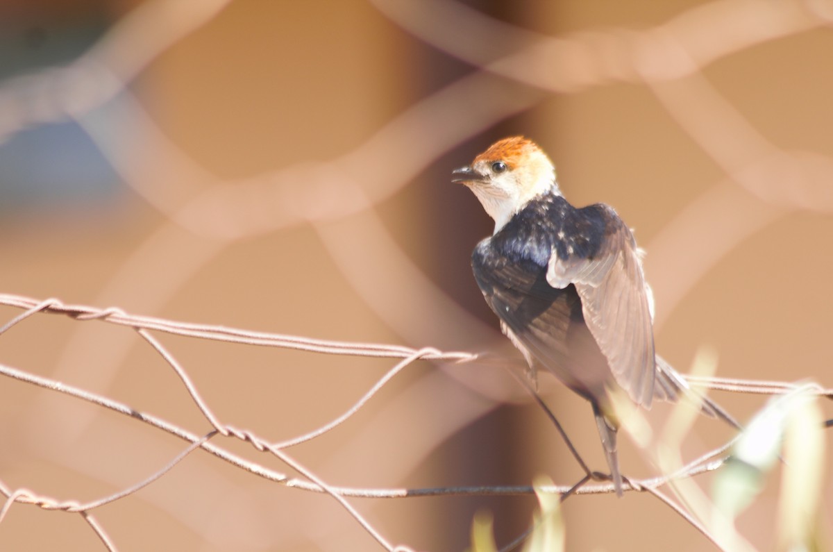 Greater Striped Swallow - ML32772361