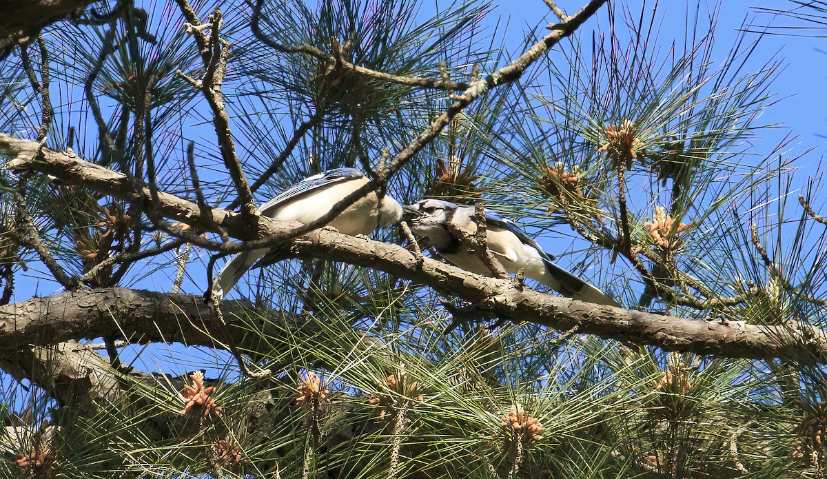 Blue Jay - Deborah H