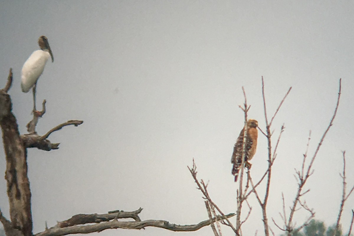 Red-shouldered Hawk - ML32772431