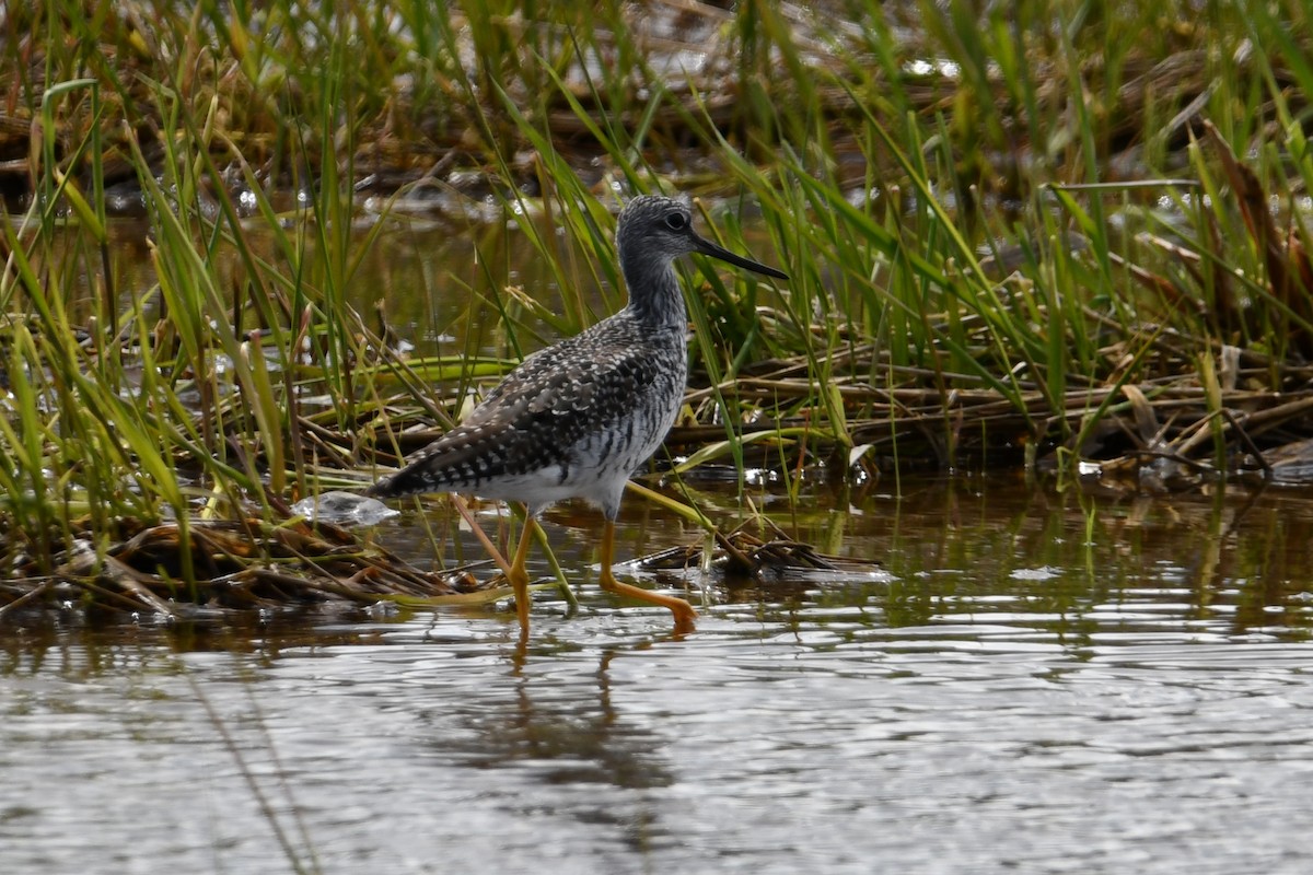 Greater Yellowlegs - ML327724881